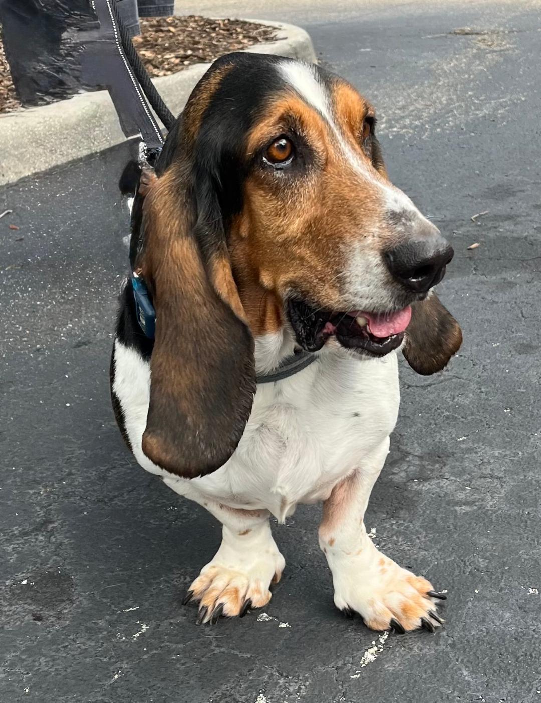 Enlarge Wilbur, a ADOPTABLE Basset Hound in Auburndale, FL image 2/3