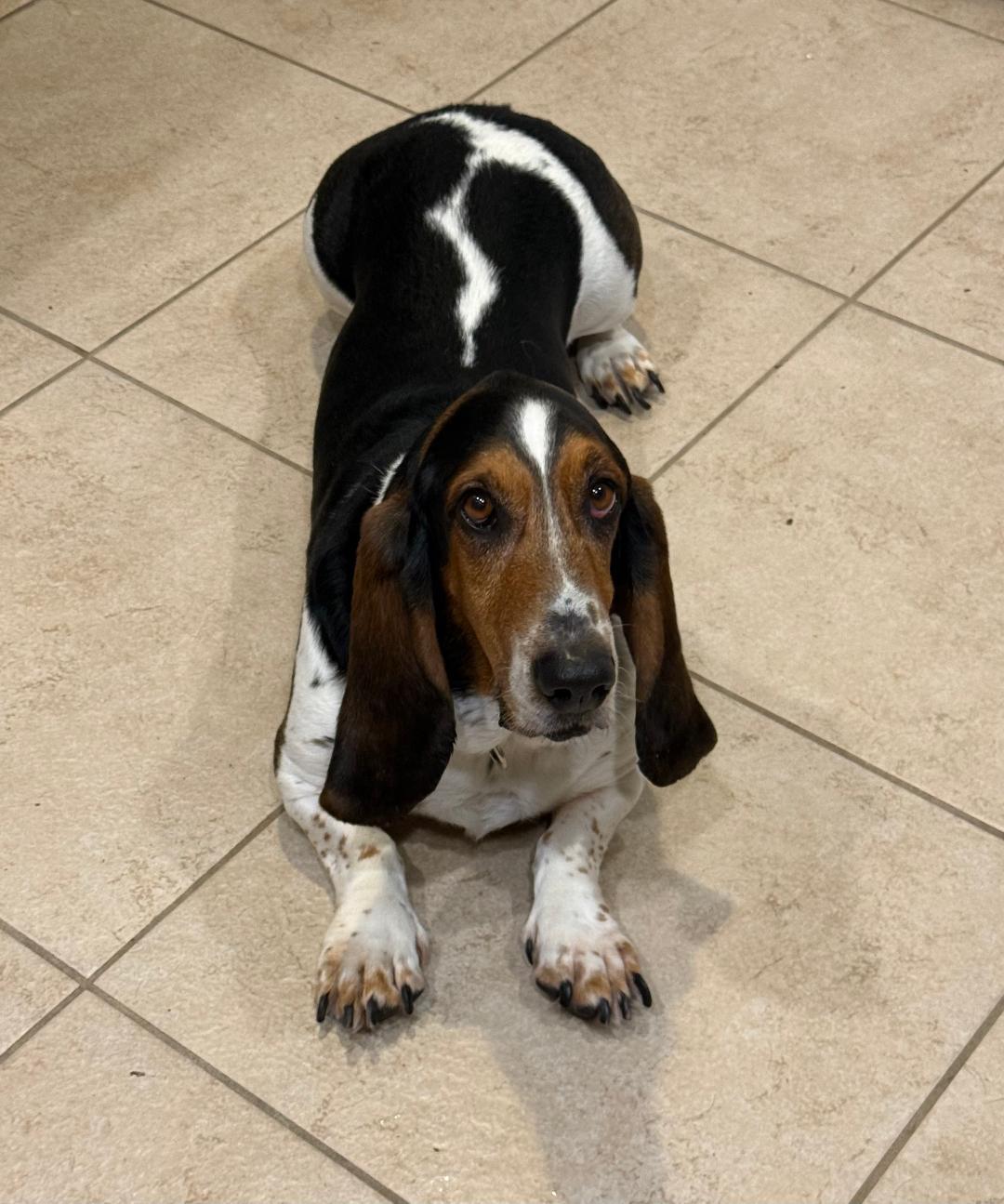Wilbur, ADOPTABLE, Adult Male Basset Hound.