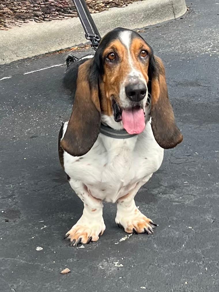 Enlarge Wilbur, a ADOPTABLE Basset Hound in Auburndale, FL image 3/3