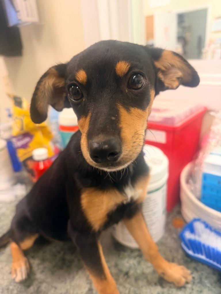 Enlarge Melody, a Adoptable mixed breed in Neosho, MO image 1/1