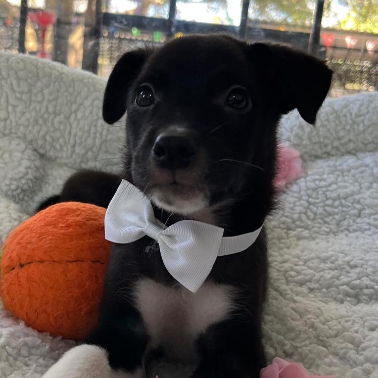 Niko — thumbnail 2