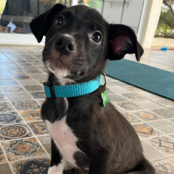 Niko — thumbnail 5