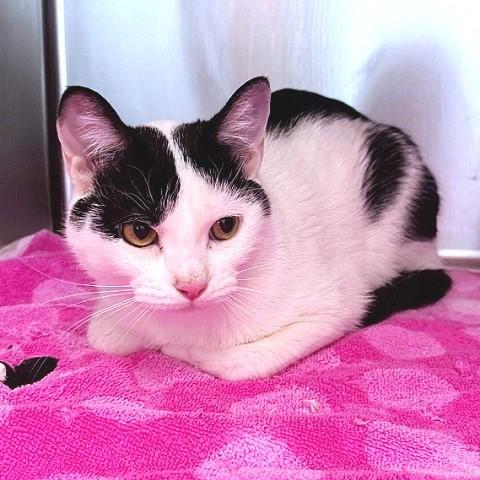 Bee, ADOPTABLE, Young Female Domestic Short Hair.