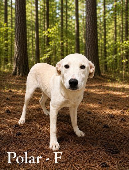 Polar, Adoptable, Adult Female Labrador Retriever & Mixed Breed.