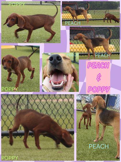 PEACH, Adoptable, Adult Female Beagle & Mixed Breed.