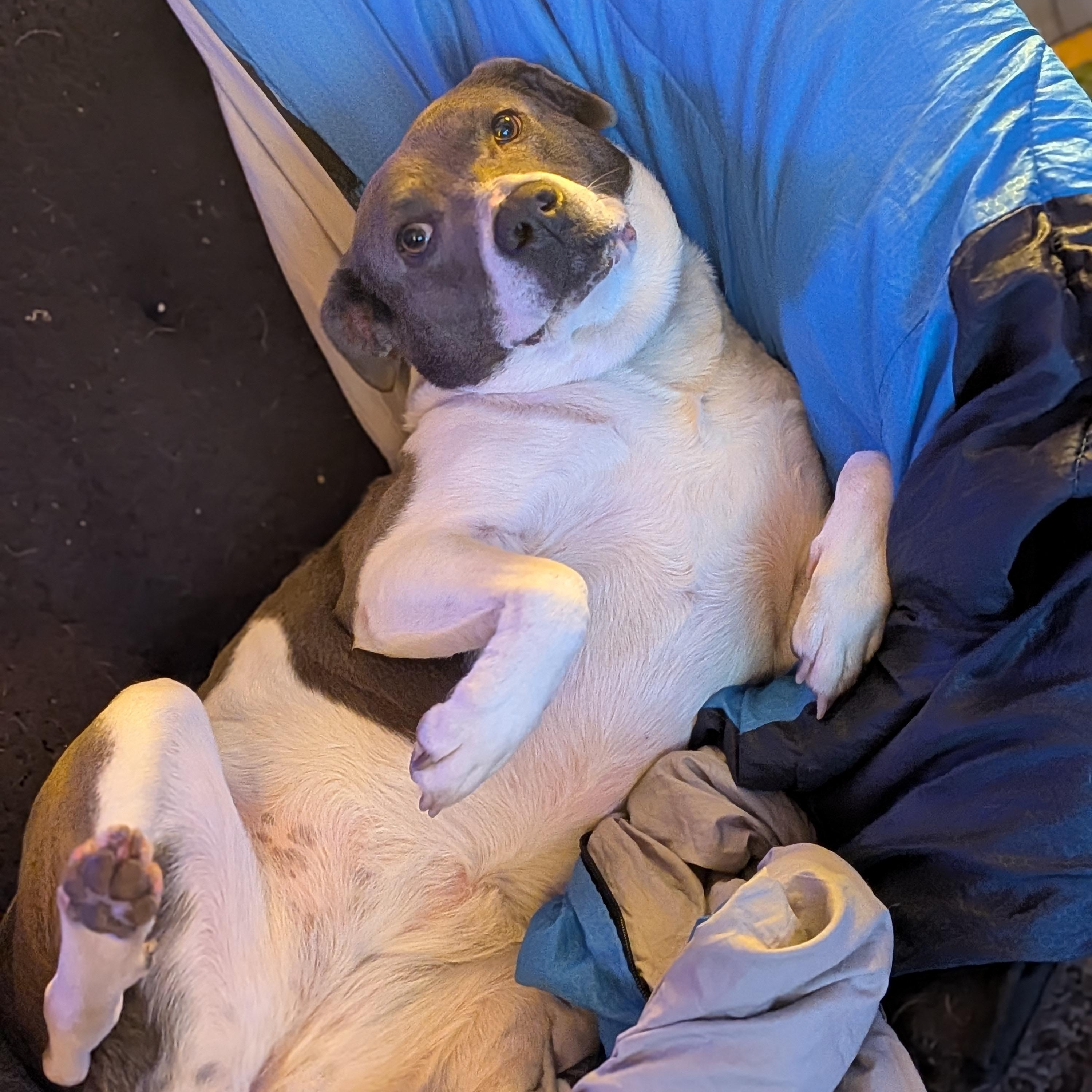 Brookie, a Adoptable mixed breed in Indianapolis, IN image 3/5