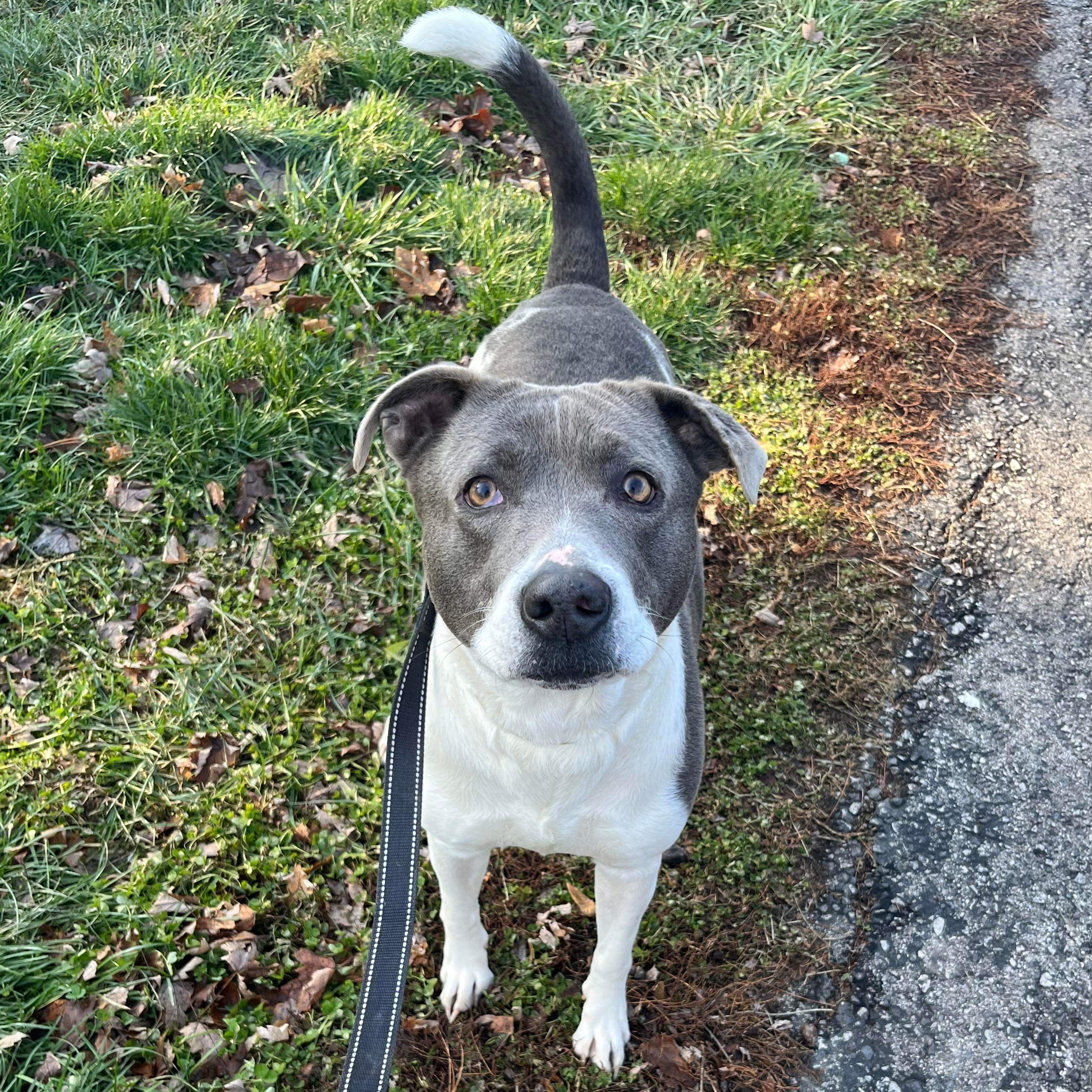 Brookie, a Adoptable mixed breed in Indianapolis, IN image 4/5