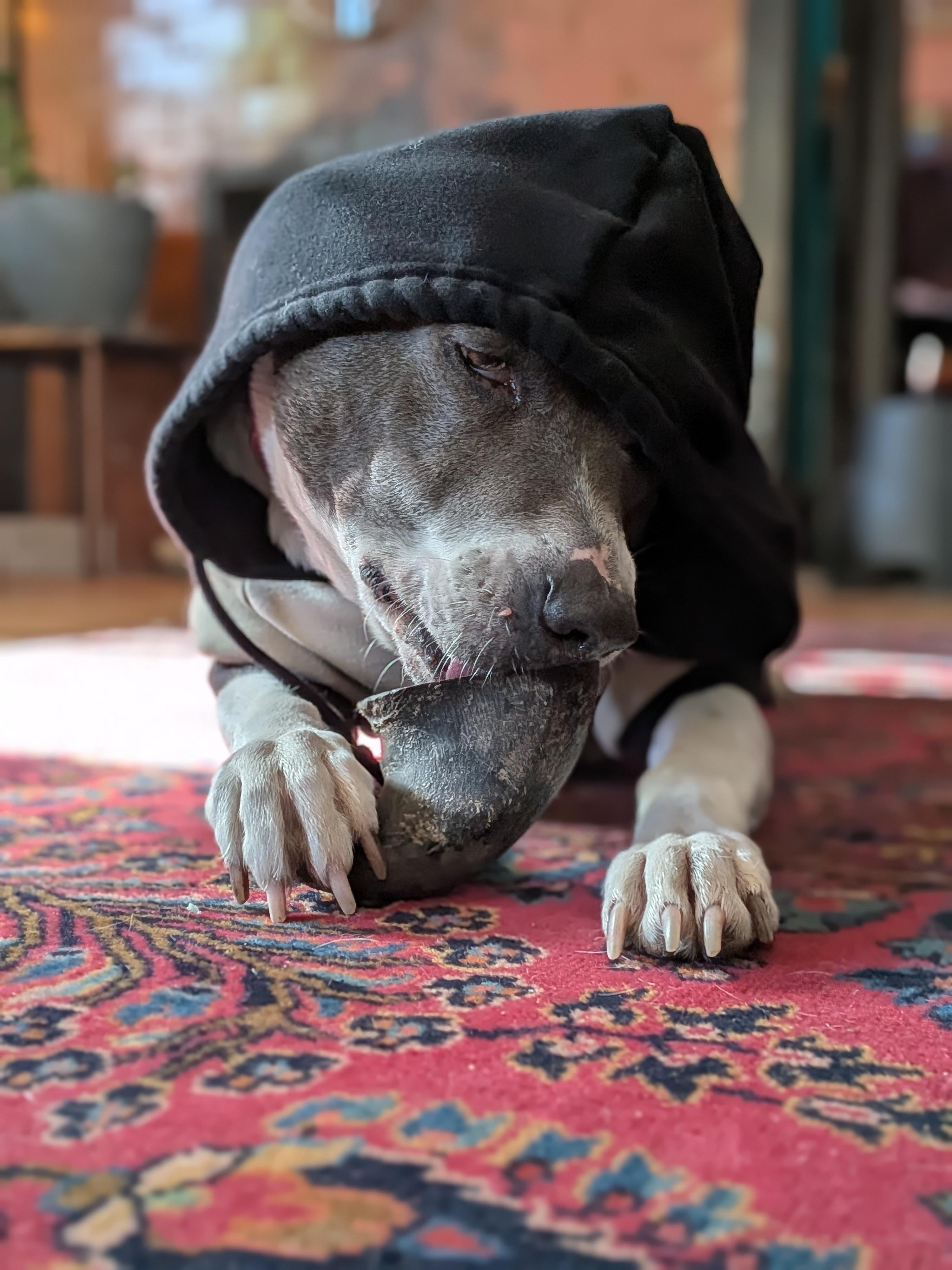 Brookie, Adoptable, Adult Female Pit Bull Terrier.