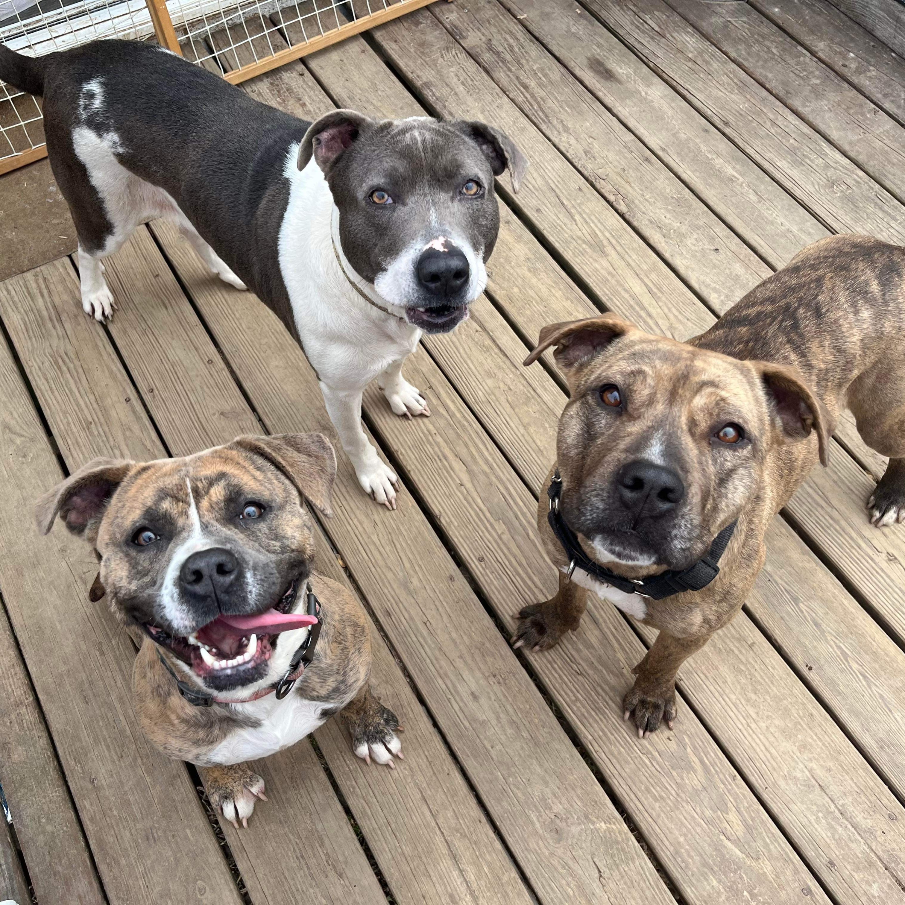 Brookie, a Adoptable mixed breed in Indianapolis, IN image 5/5