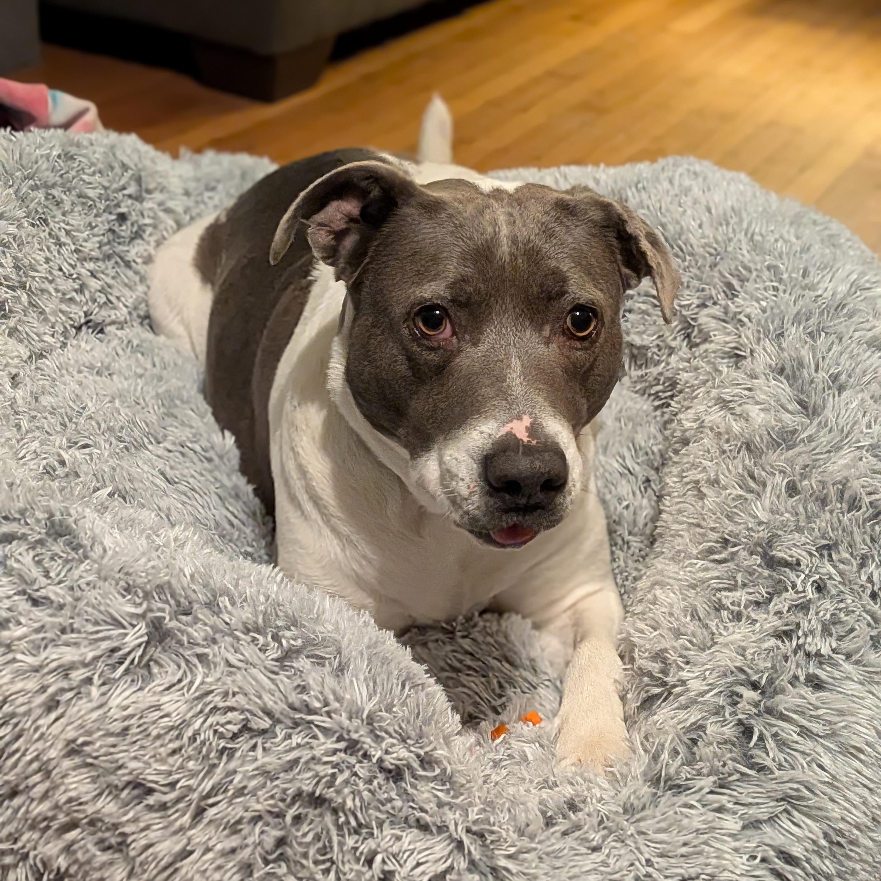 Brookie, a Adoptable mixed breed in Indianapolis, IN image 2/5