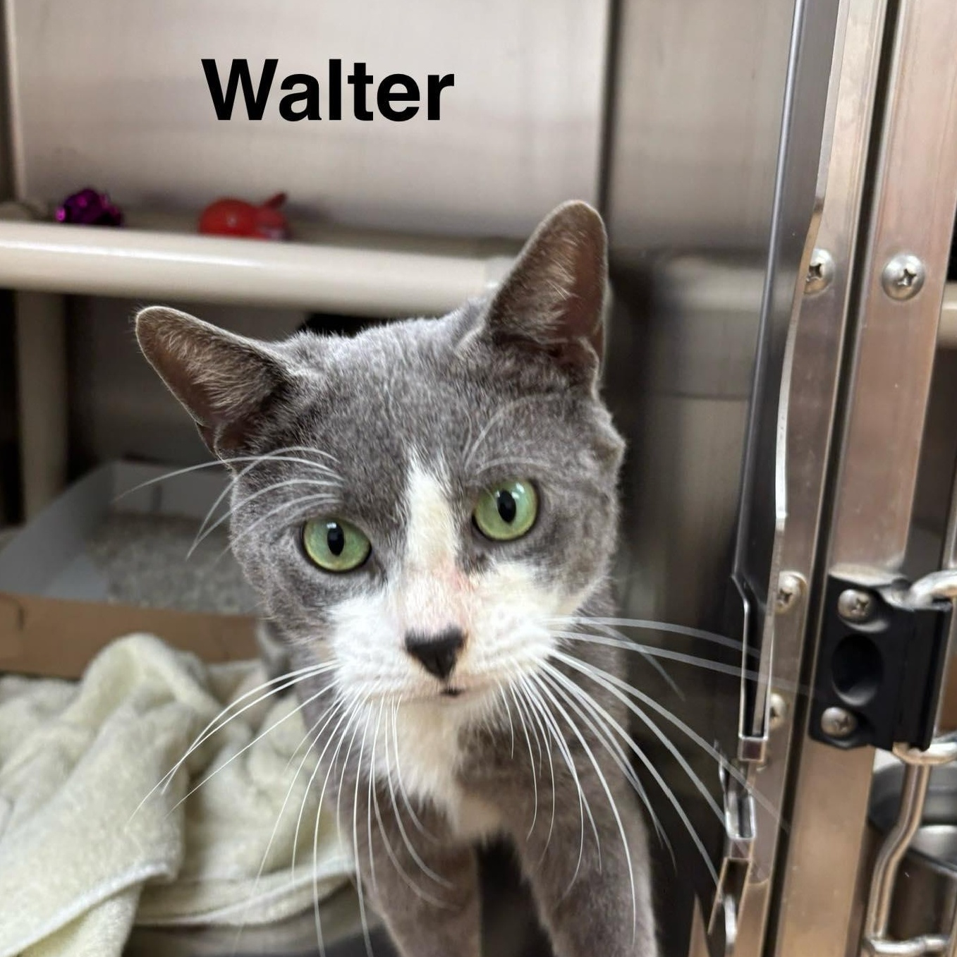 Enlarge Walter, an adopted Domestic Short Hair in St. Augustine, FL image 1/1