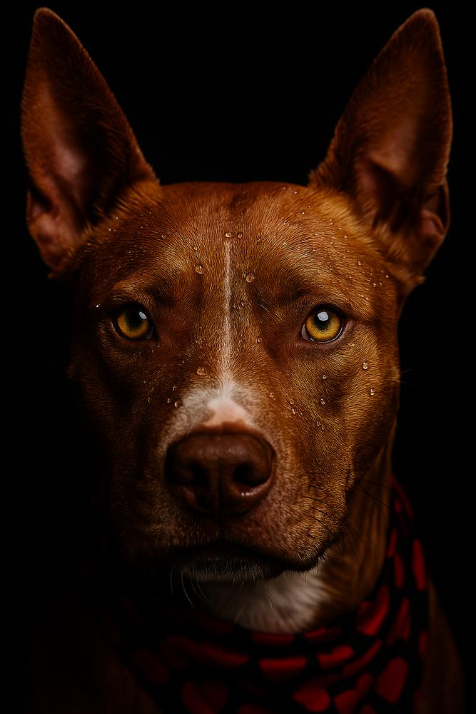 Primrose, Adoptable, Young Female Pit Bull Terrier.