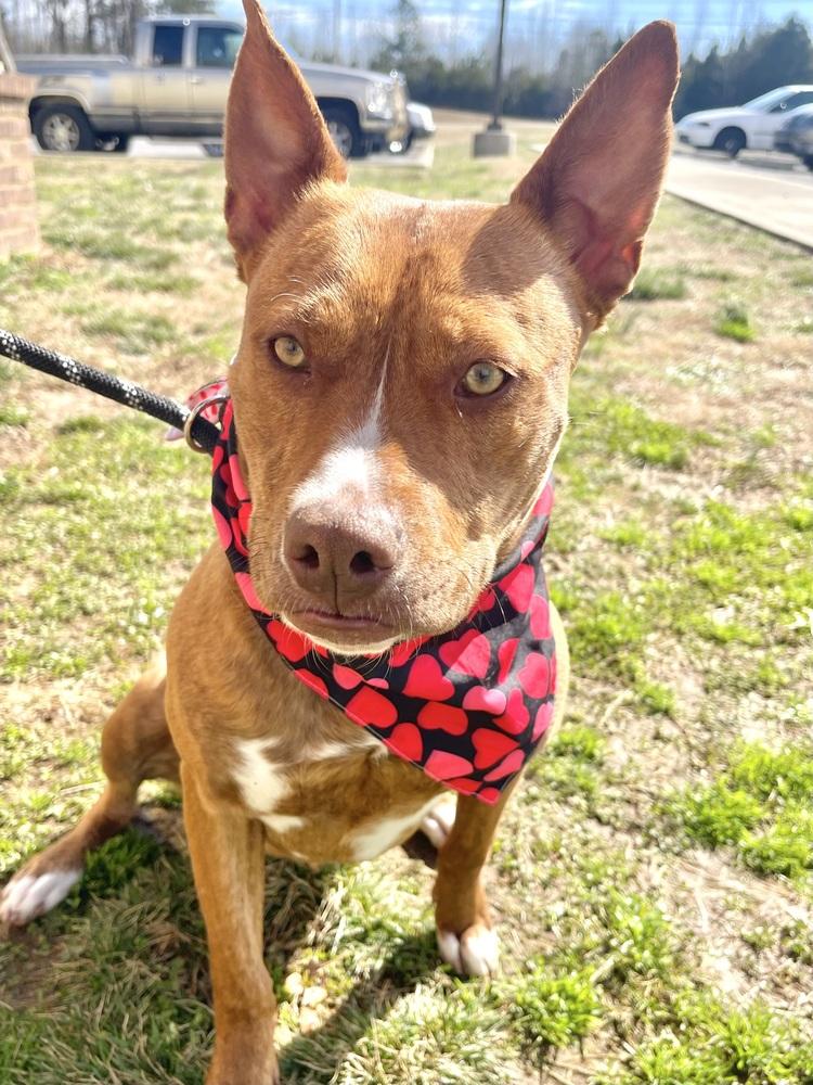 Primrose, a Adoptable mixed breed in Dickson, TN image 2/2