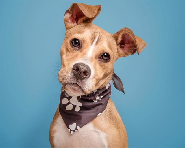 Enlarge COPPER, a Adoptable Terrier in Saint Louis, MO image 1/1