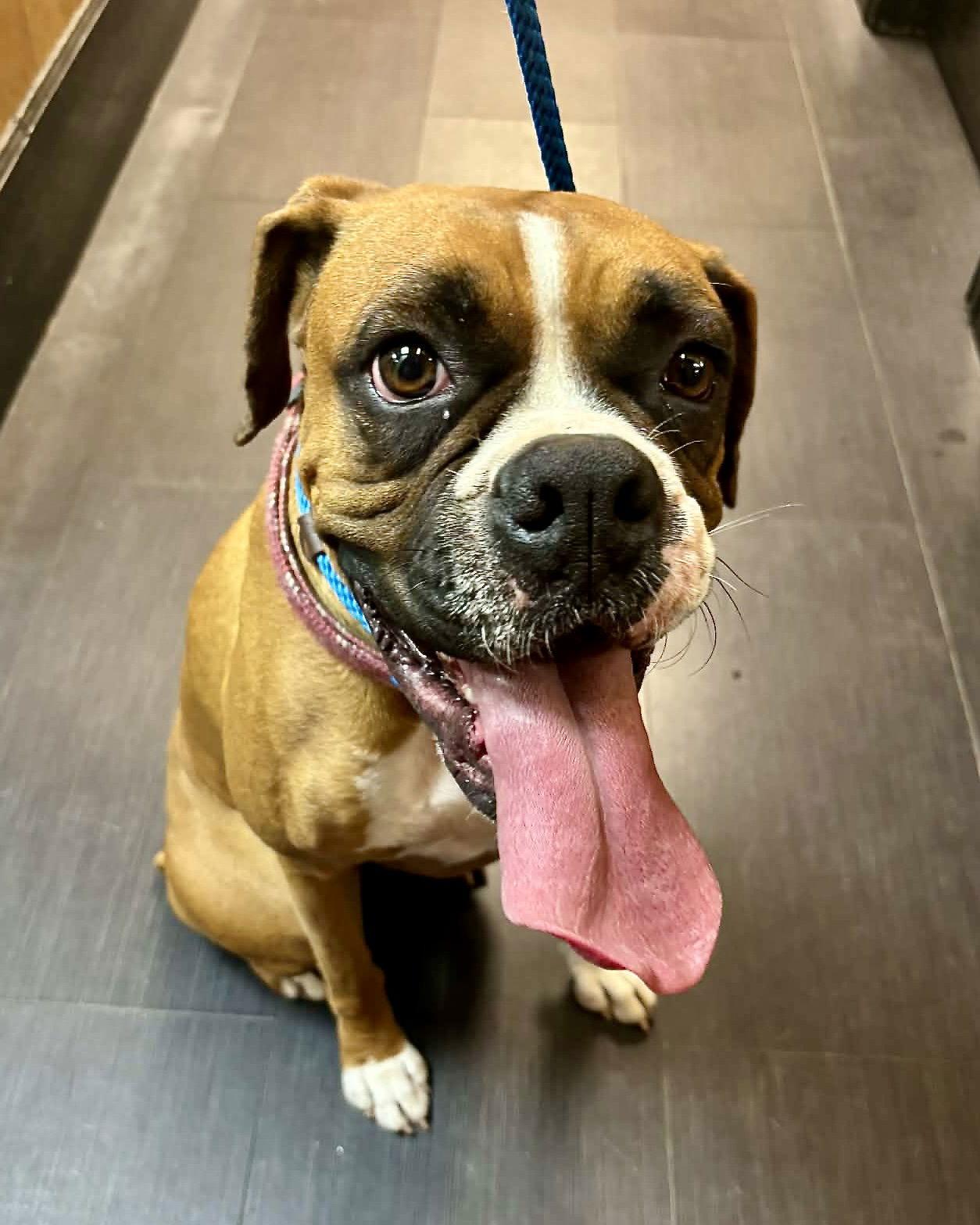Chata, Adopted, Adult Female Boxer.