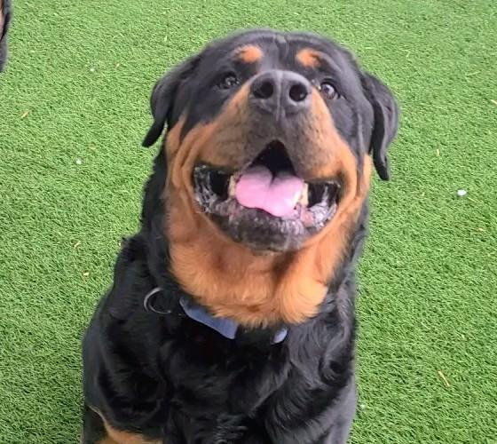 MAX, Adoptable, Adult Male Rottweiler.