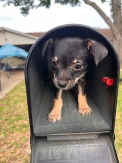 Enlarge WINKLE, a ADOPTABLE mixed breed in fort worth, TX image 2/2