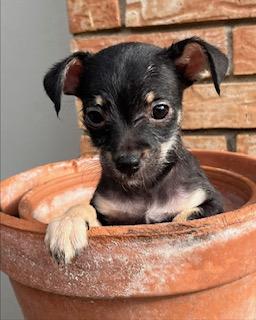 WINKLE, ADOPTABLE, Puppy Female Chihuahua.