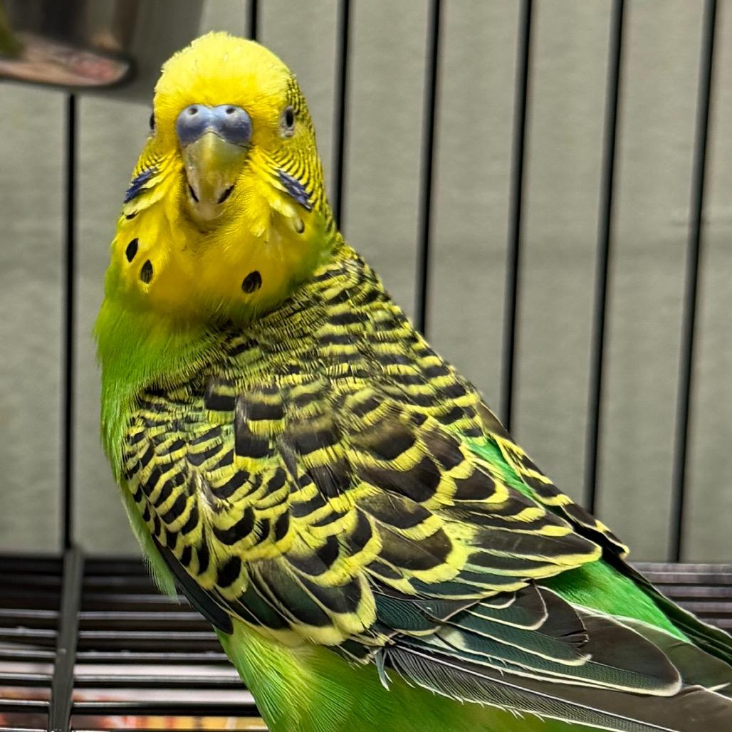 Enlarge Cash, a Adoptable Parakeet (Other) in Waldorf, MD image 2/2