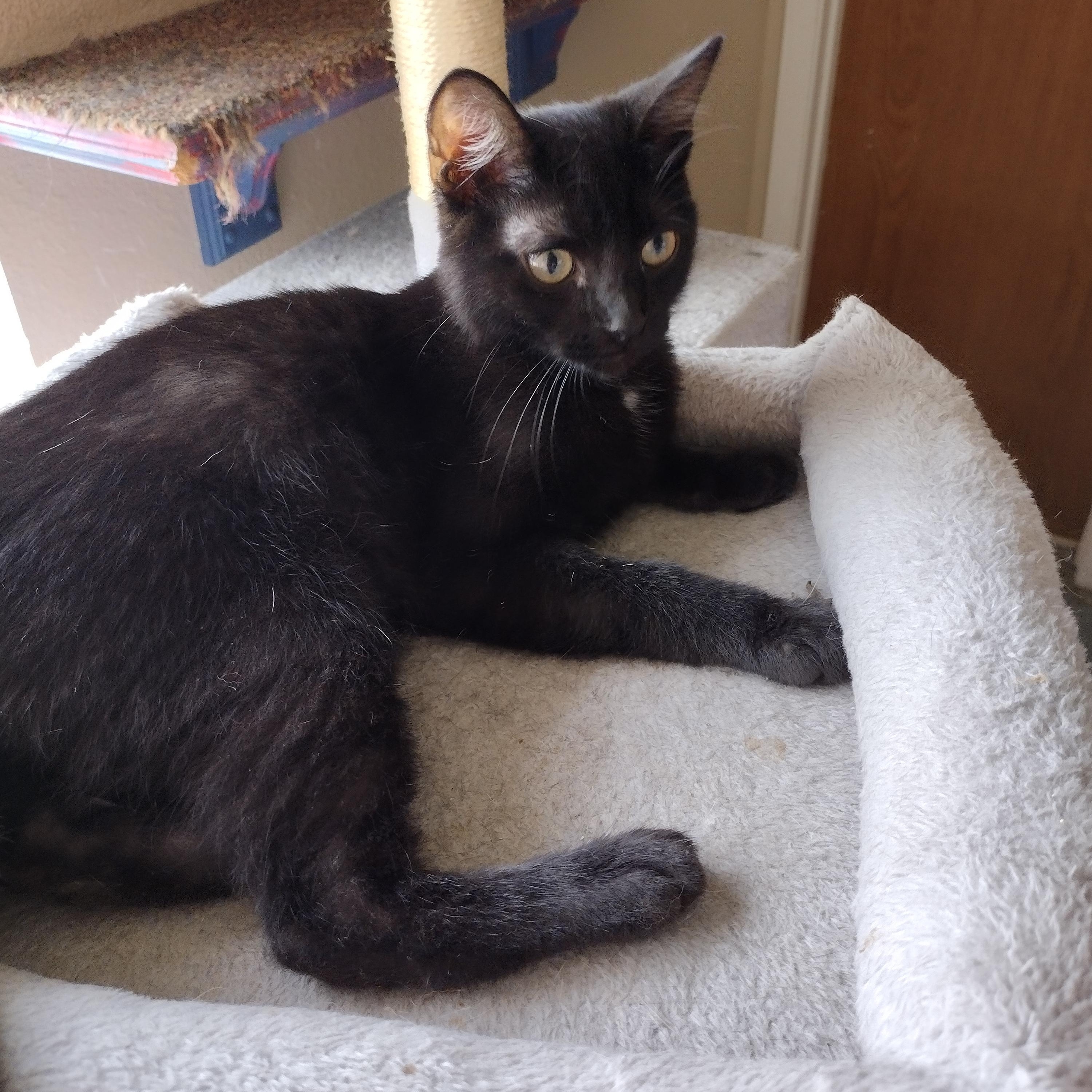 Midnite, Adopted, Young Male Domestic Short Hair.