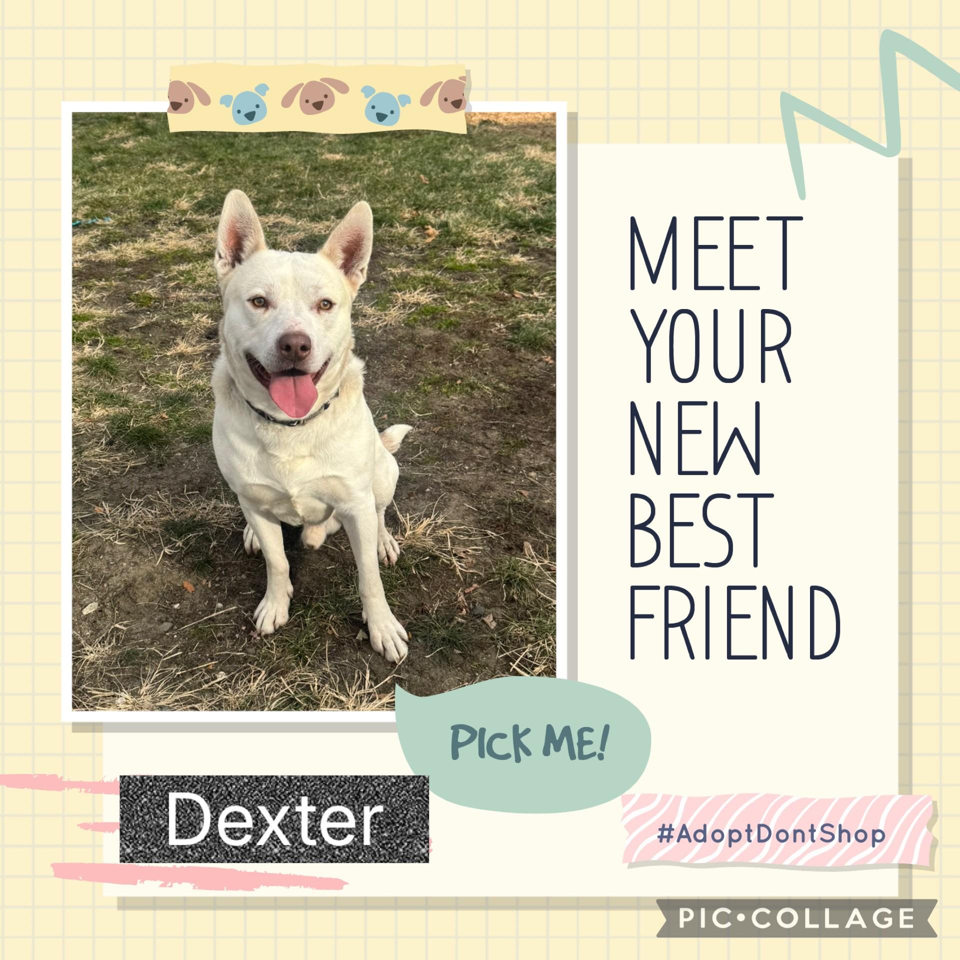 Dexter, a ADOPTABLE mixed breed in West Warwick, RI image 2/3