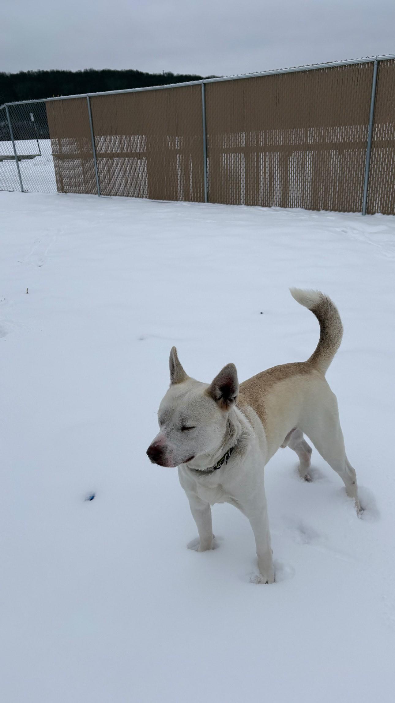 Dexter, a ADOPTABLE mixed breed in West Warwick, RI image 3/3