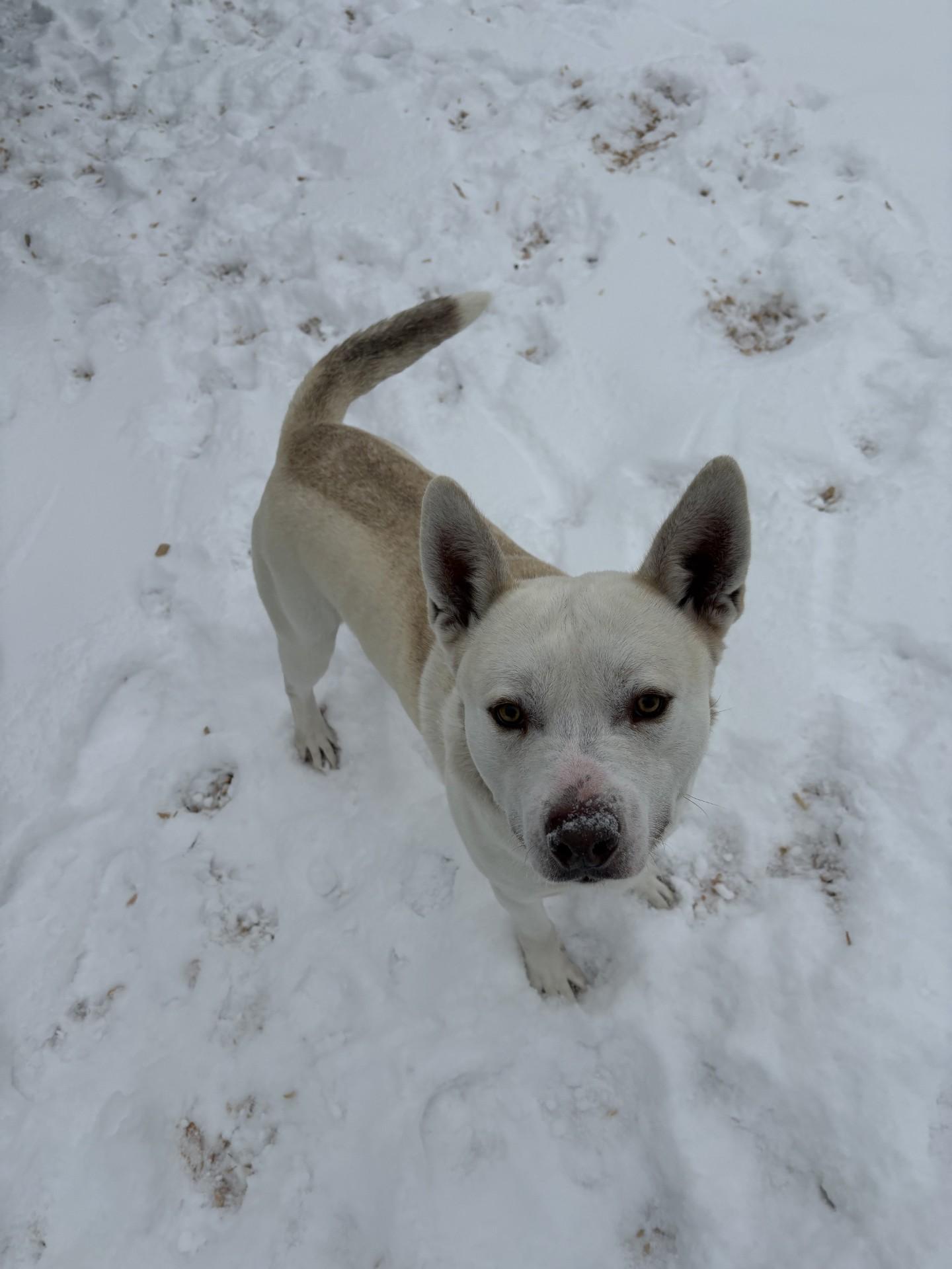 Dexter, ADOPTABLE, Young Male German Shepherd Dog & Husky.