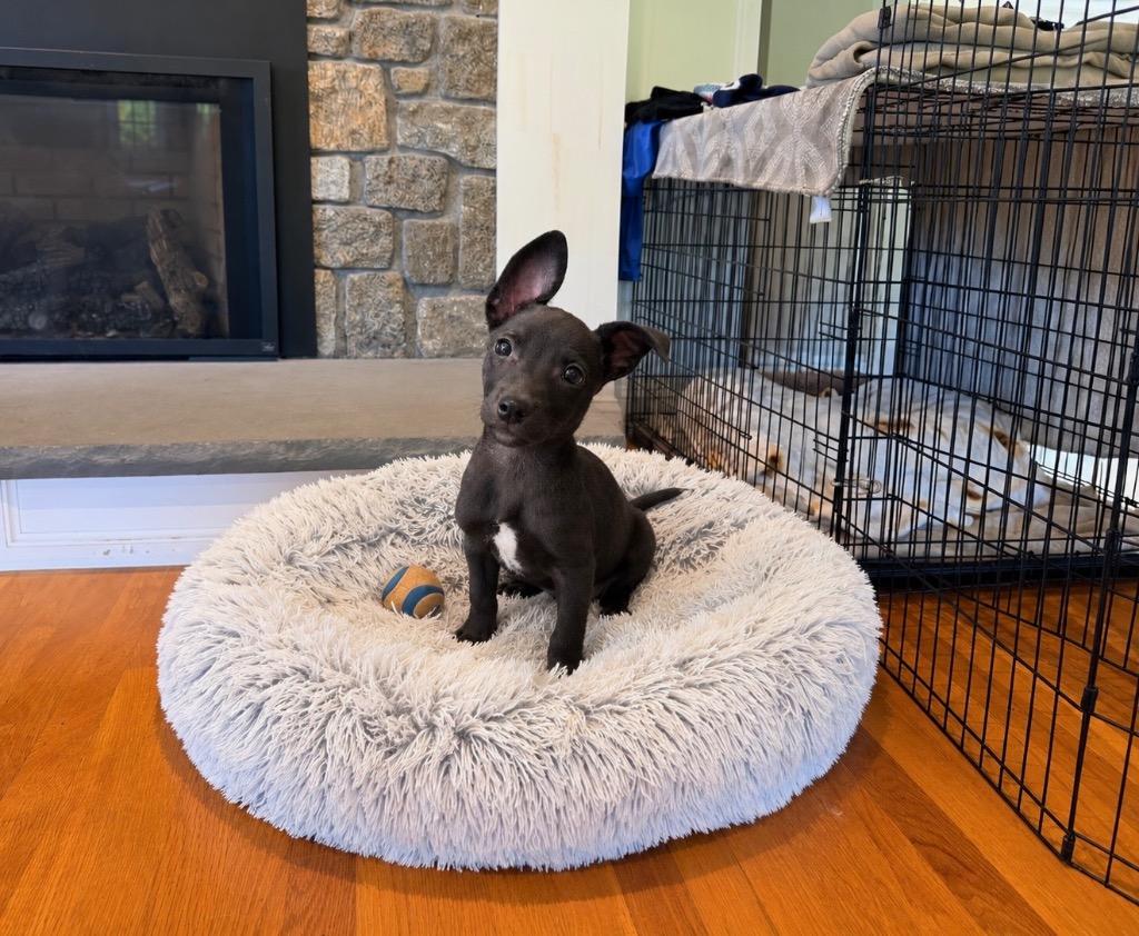Peaches, Adoptable, Puppy Female Belgian Shepherd / Malinois & Pit Bull Terrier.