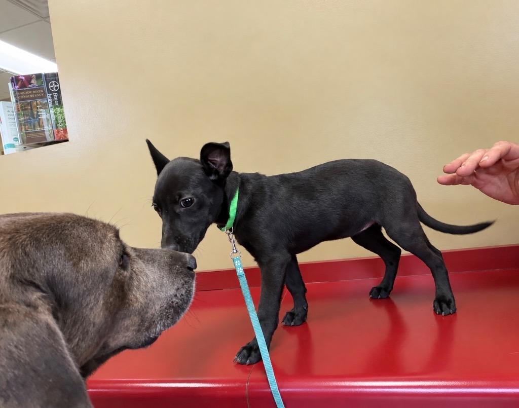 Enlarge Peaches, a Adoptable mixed breed in Princeton, MA image 2/5