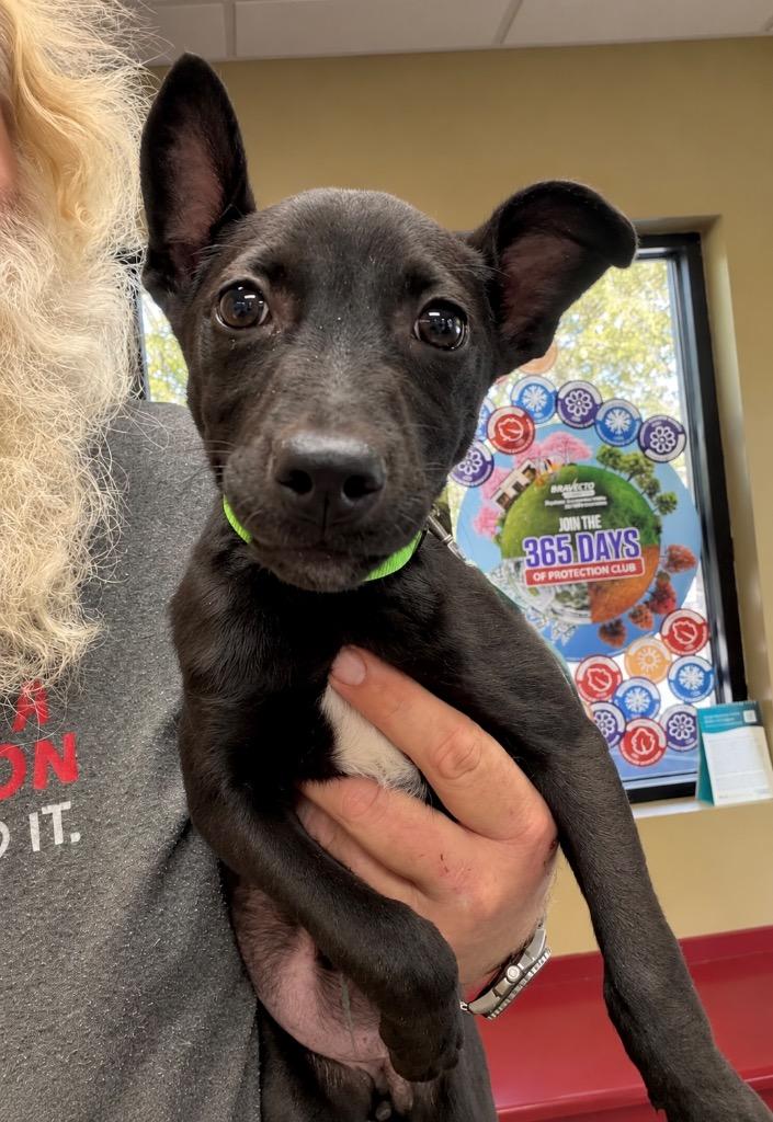 Enlarge Peaches, a Adoptable mixed breed in Princeton, MA image 3/5