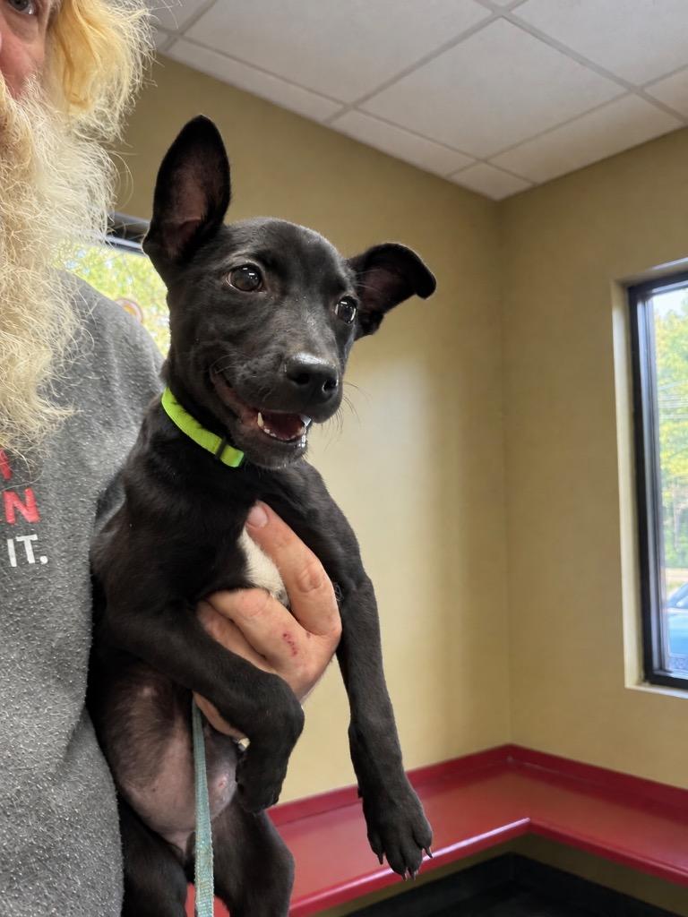 Enlarge Peaches, a Adoptable mixed breed in Princeton, MA image 4/5