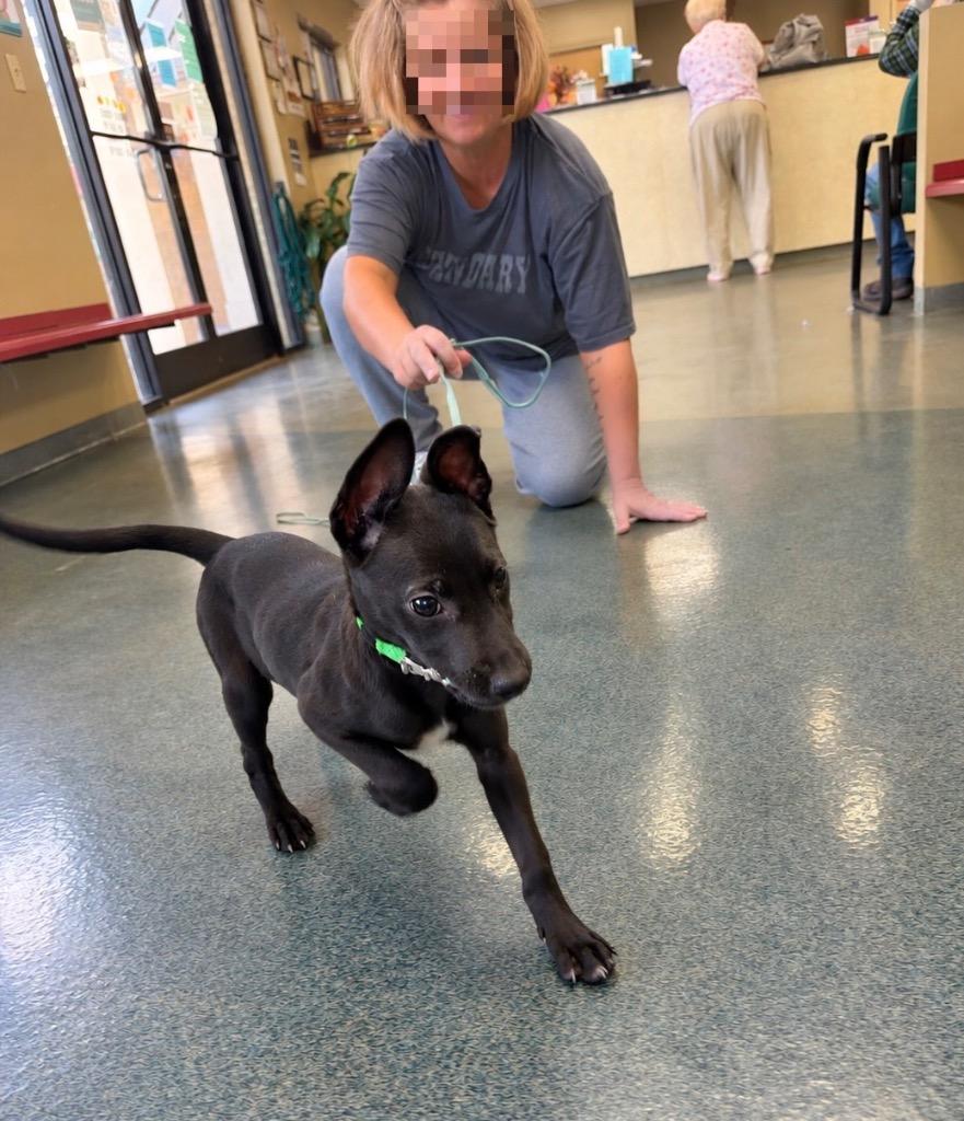 Enlarge Peaches, a Adoptable mixed breed in Princeton, MA image 5/5
