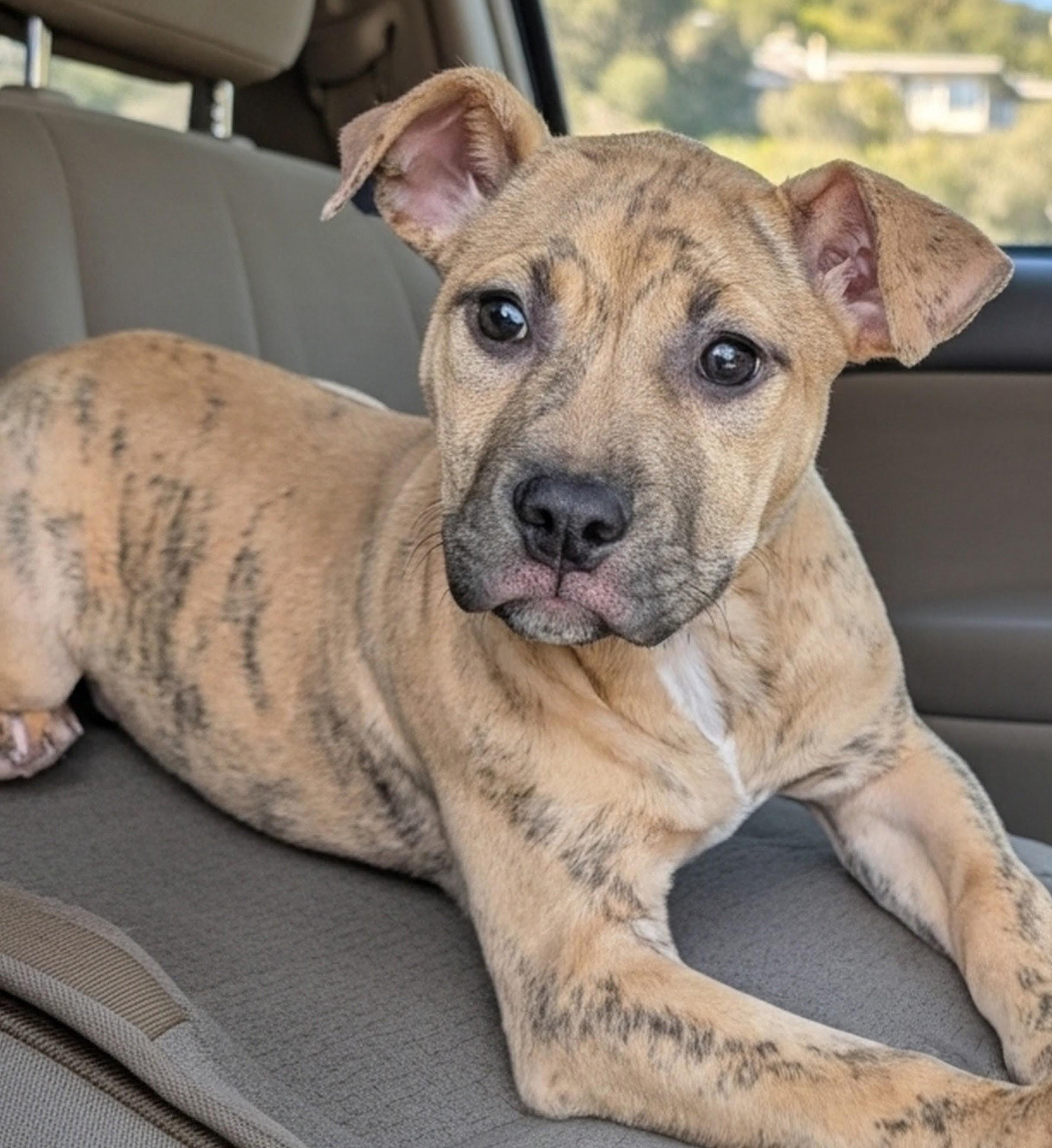 Holly, adopted, Puppy Female American Bully & Terrier.
