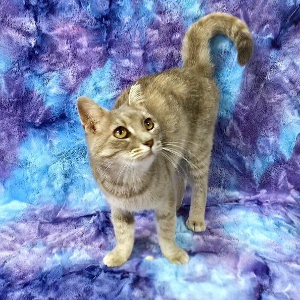 Glenda, Adoptable, Adult Female American Shorthair.