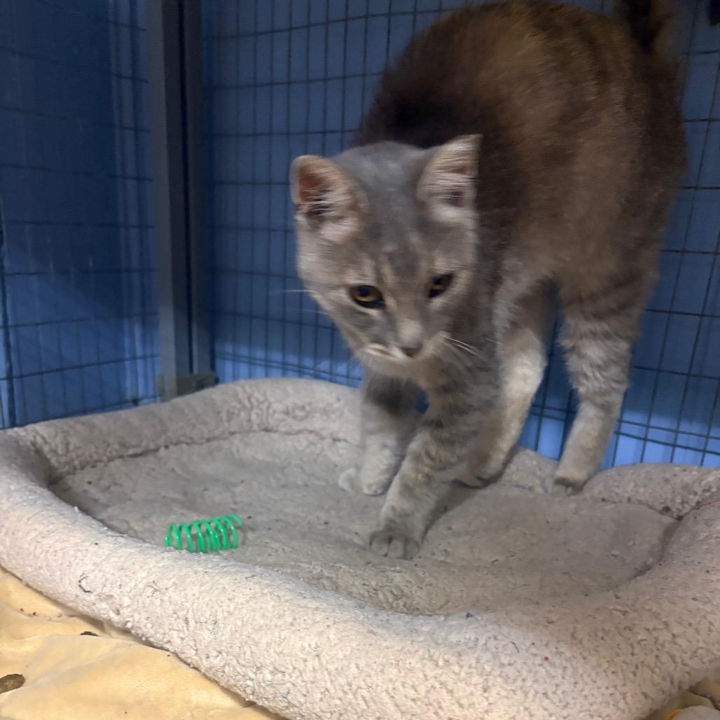 Enlarge Glenda, a Adoptable American Shorthair in Tipton, IA image 2/2
