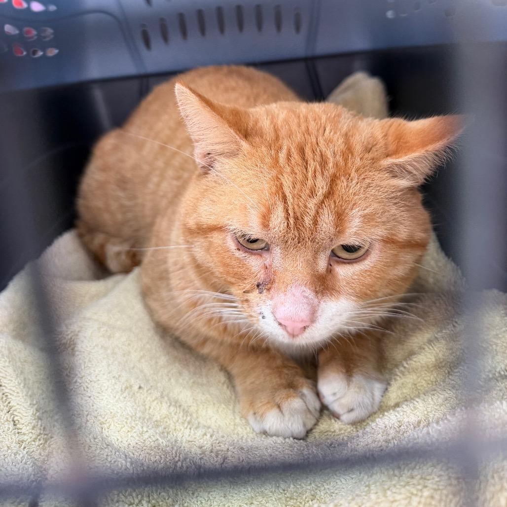 Crews — thumbnail 2