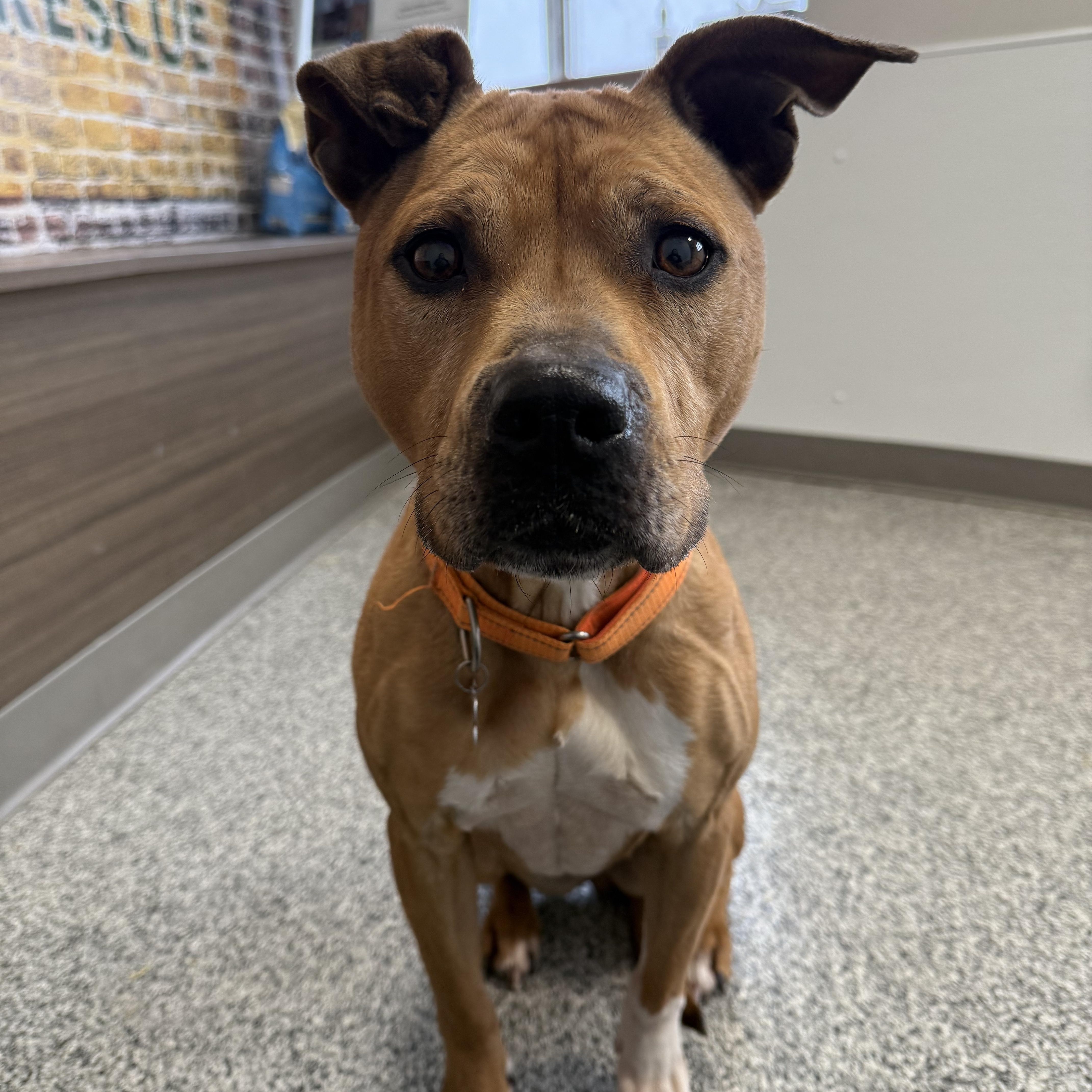 Cali, a ADOPTABLE mixed breed in Detroit, MI image 3/6