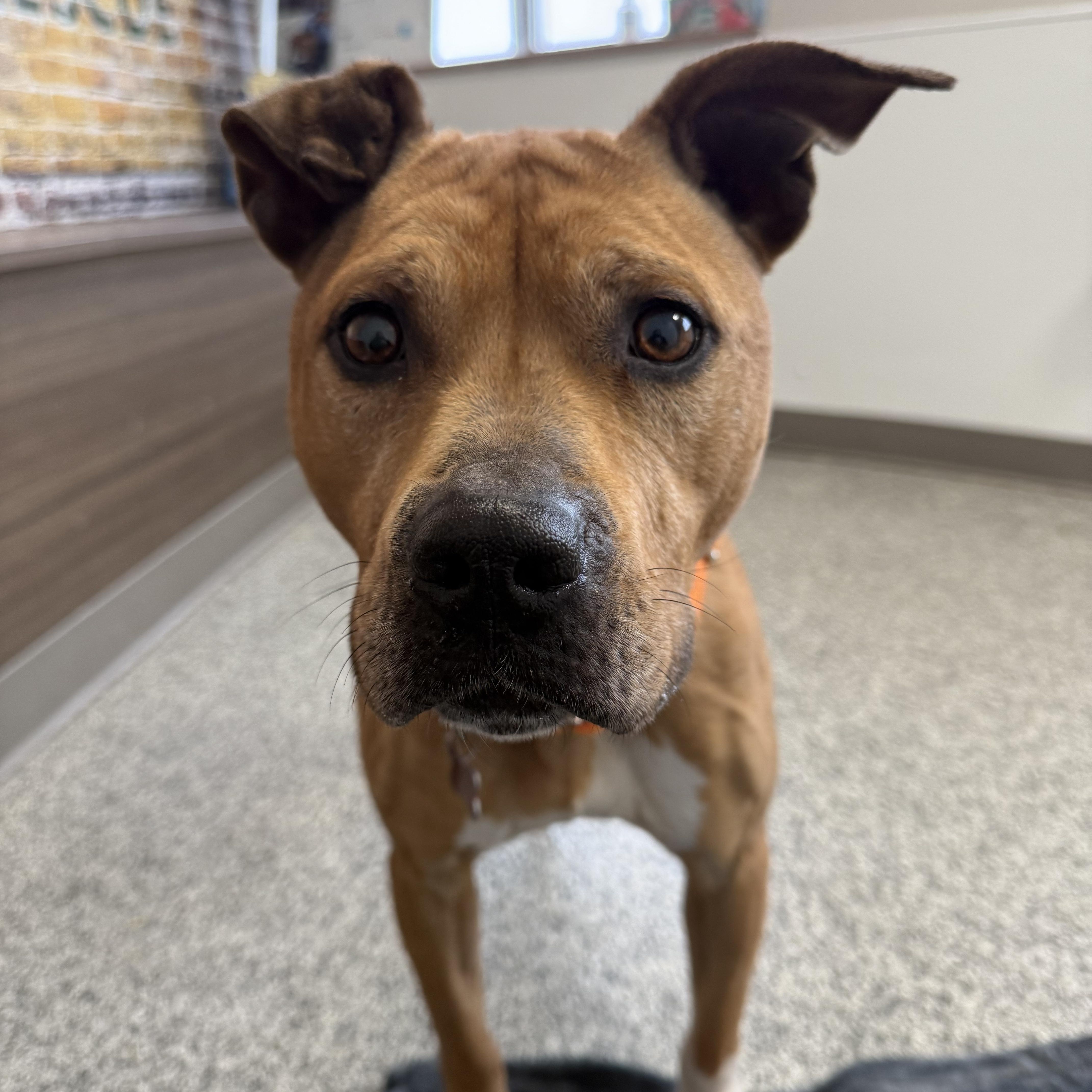 Cali, a ADOPTABLE mixed breed in Detroit, MI image 6/6