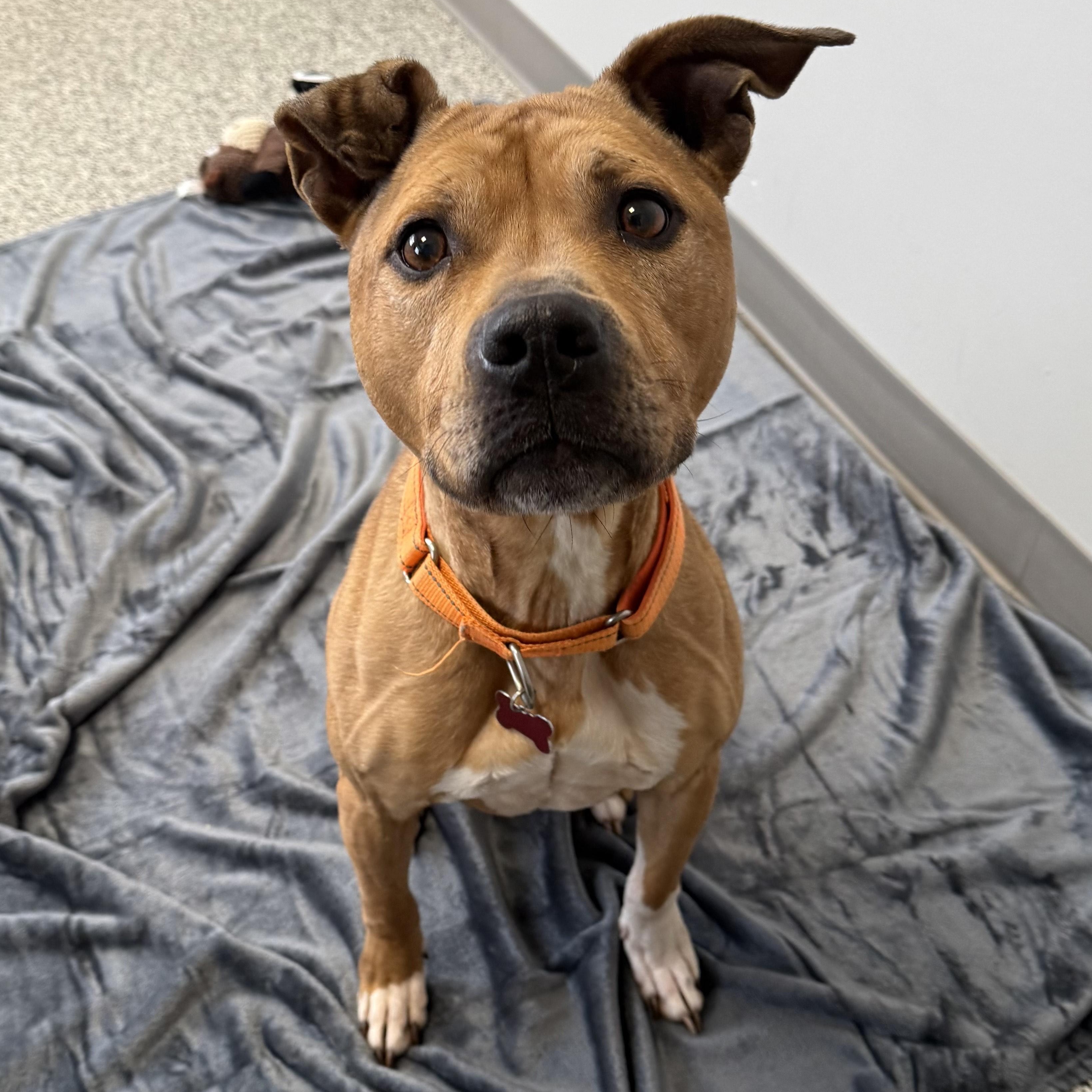 Cali, a ADOPTABLE mixed breed in Detroit, MI image 2/6