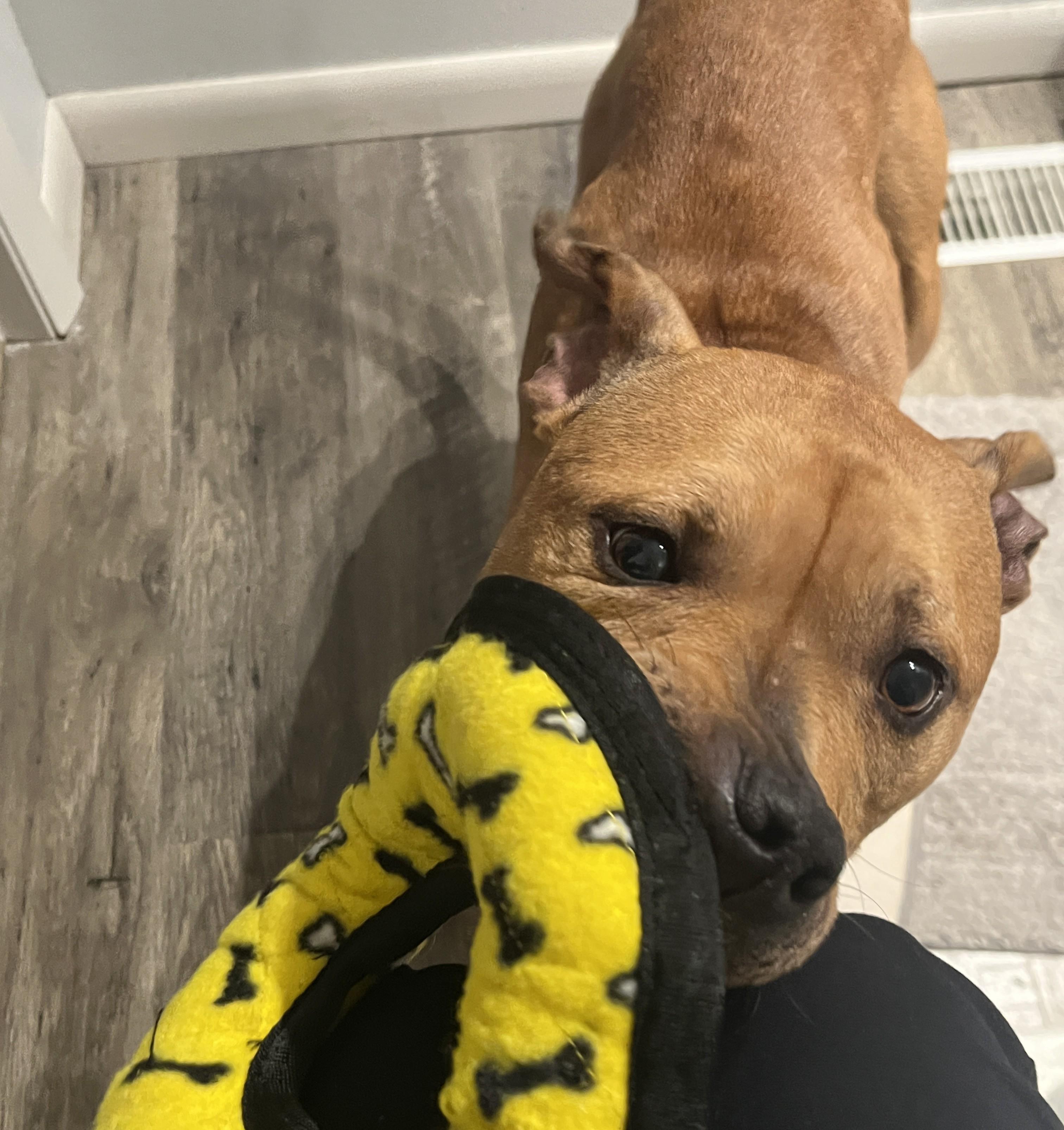 Cali, a ADOPTABLE mixed breed in Detroit, MI image 4/6