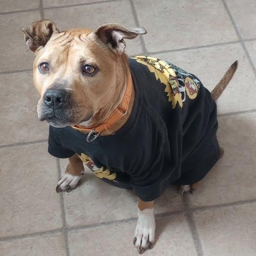 Cali, ADOPTABLE, Adult Female American Staffordshire Terrier & Mixed Breed.