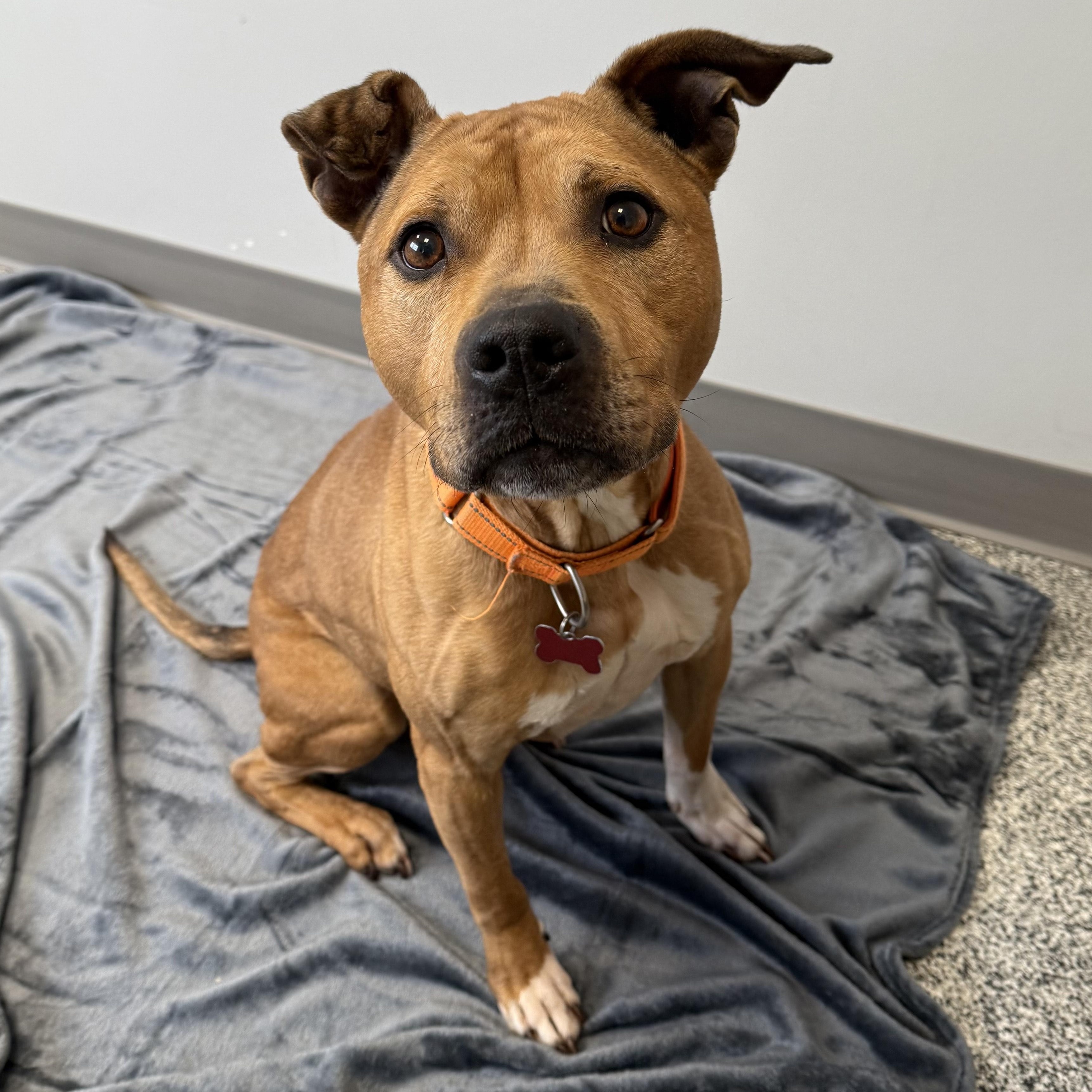 Cali, a ADOPTABLE mixed breed in Detroit, MI image 5/6