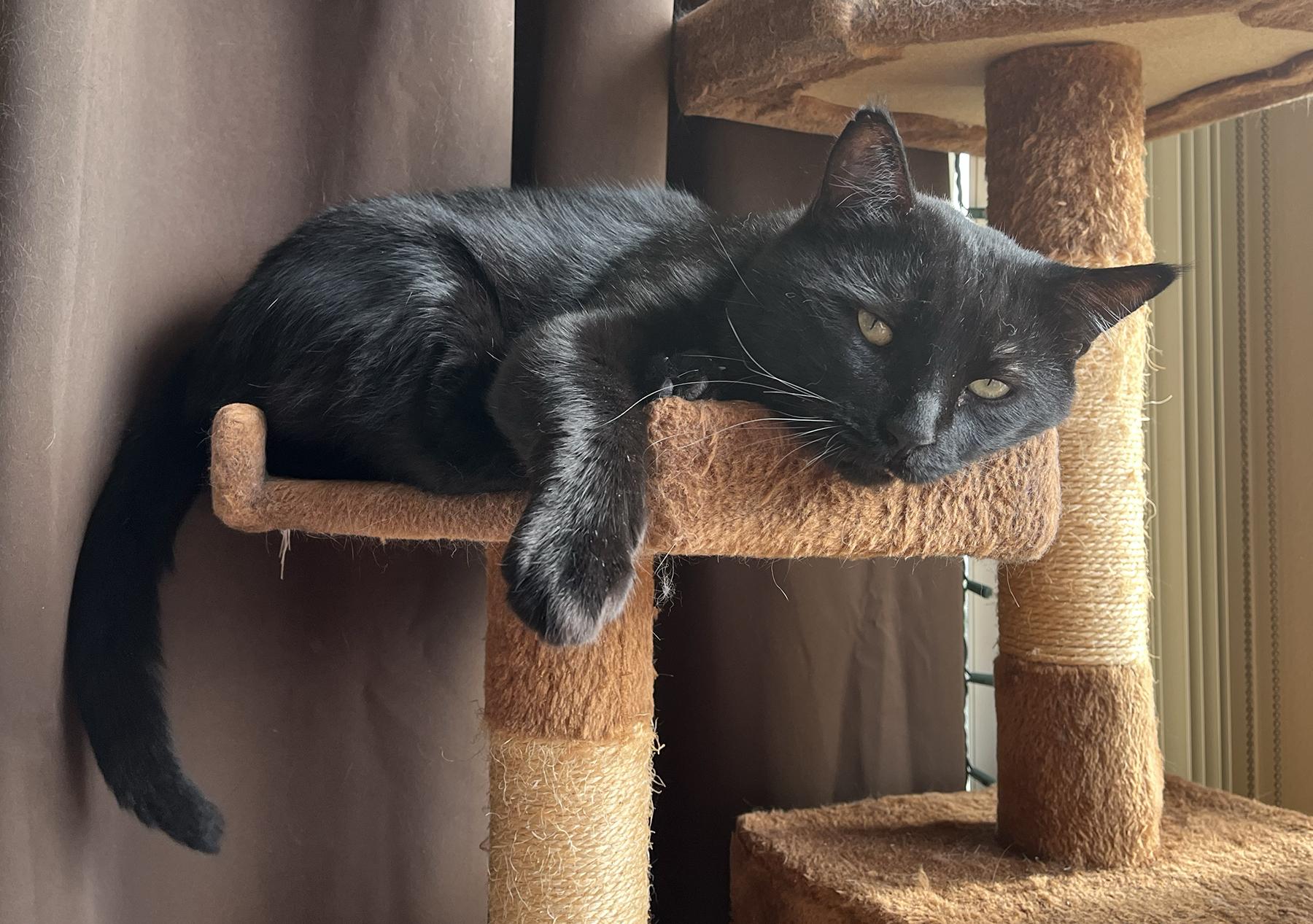 Blackie, Adoptable, Adult Male Domestic Short Hair.