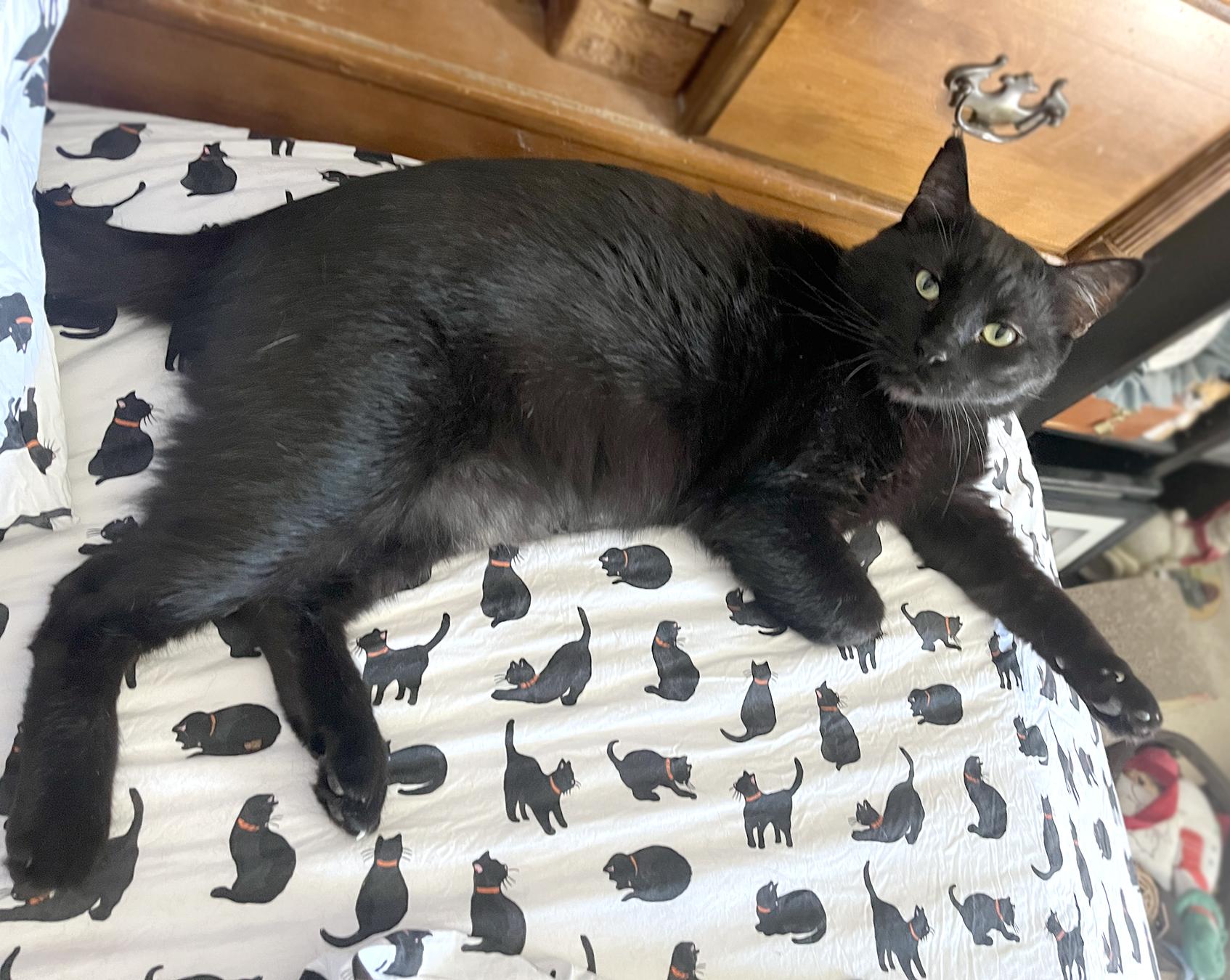 Blackie, Adoptable, Adult Male Domestic Short Hair.