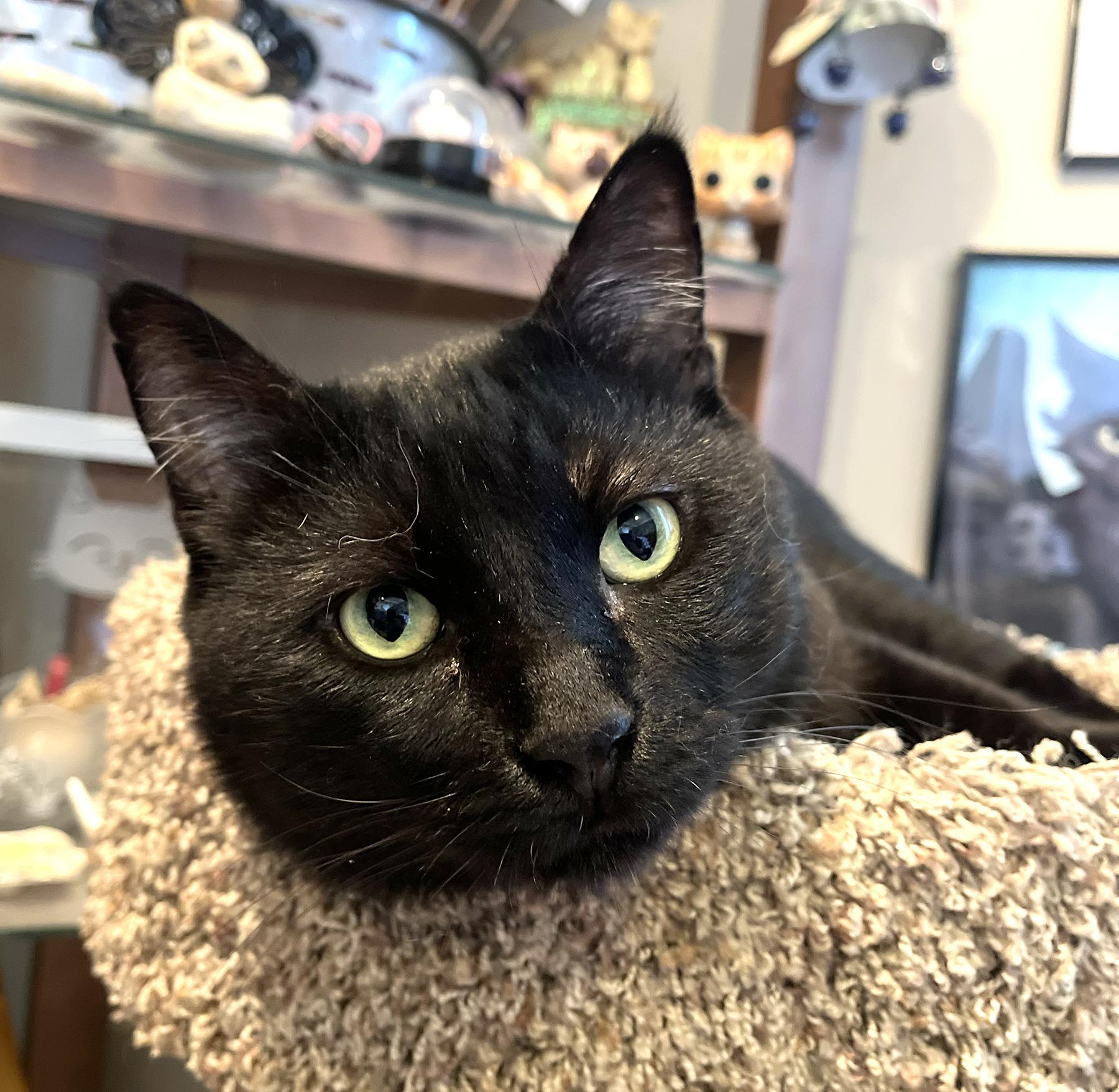Blackie, a Adoptable Domestic Short Hair in La Puente, CA image 2/3