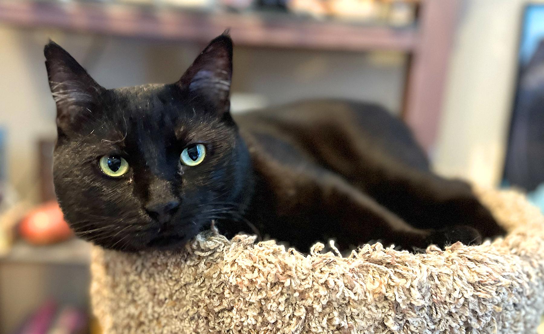 Blackie, a Adoptable Domestic Short Hair in La Puente, CA image 3/3