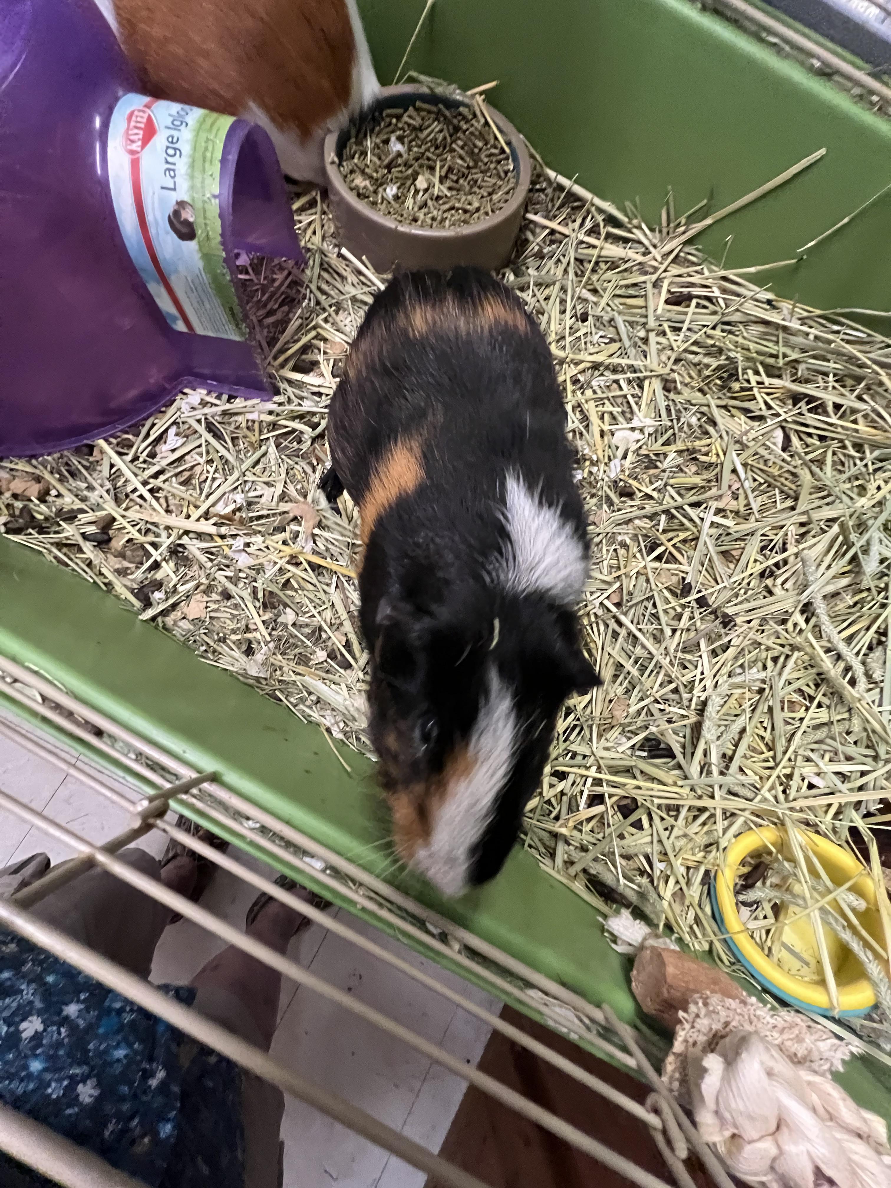 Oscar and Theo, ADOPTABLE, Adult Male Guinea Pig.