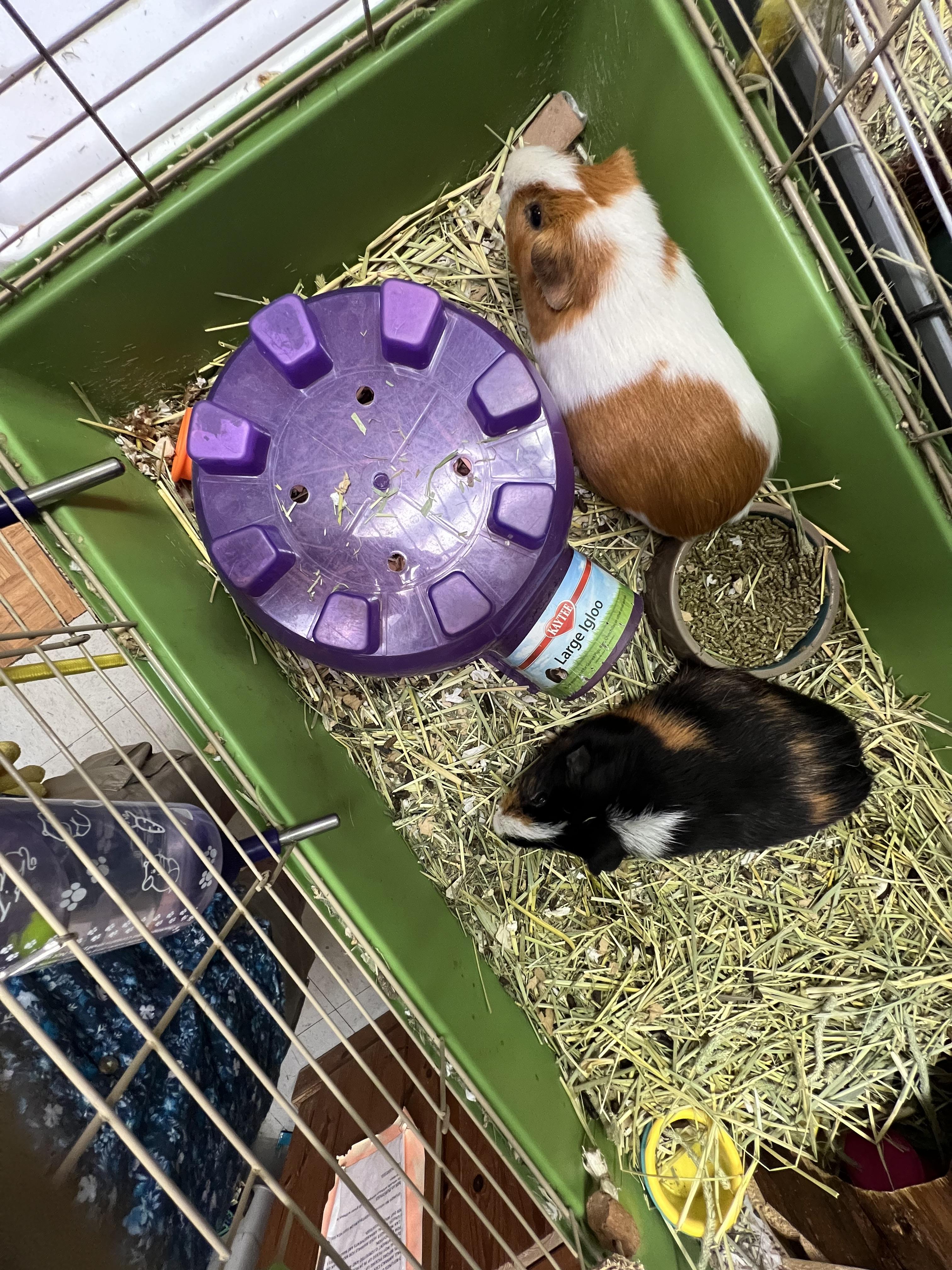 Oscar and Theo, ADOPTABLE, Adult Male Guinea Pig.