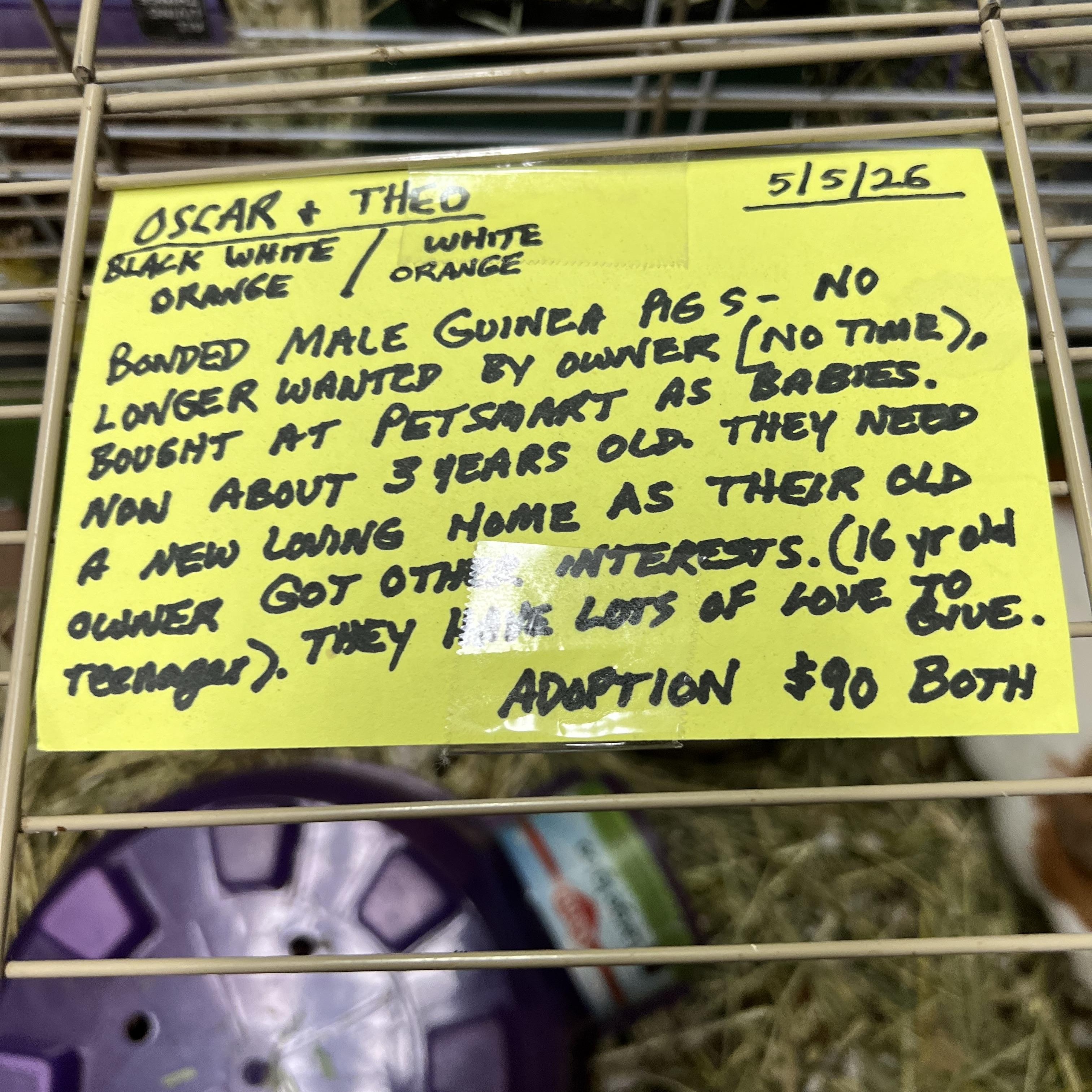Oscar and Theo, a ADOPTABLE mixed breed in Hillsborough, NJ image 5/5