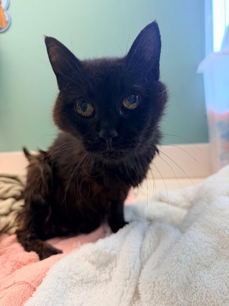 Raven, Adoptable, Adult Female Domestic Short Hair.